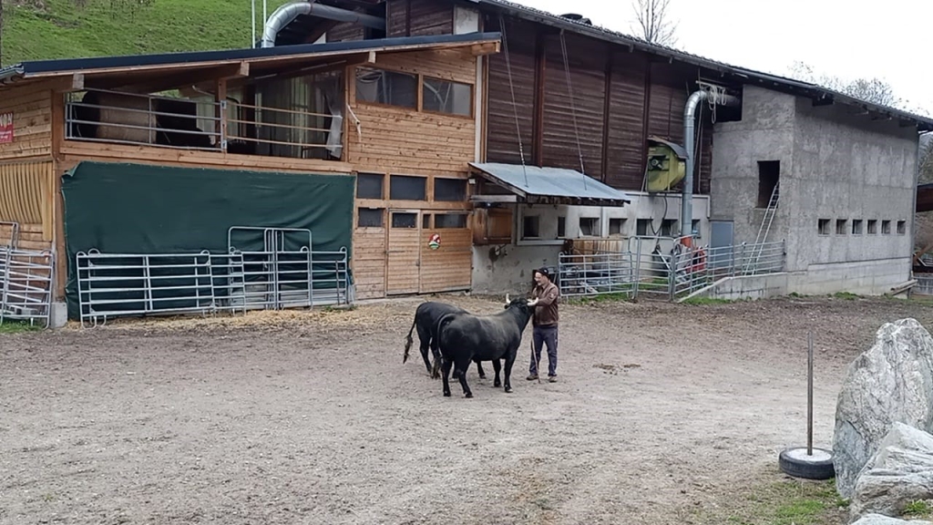la ferme et nos vaches